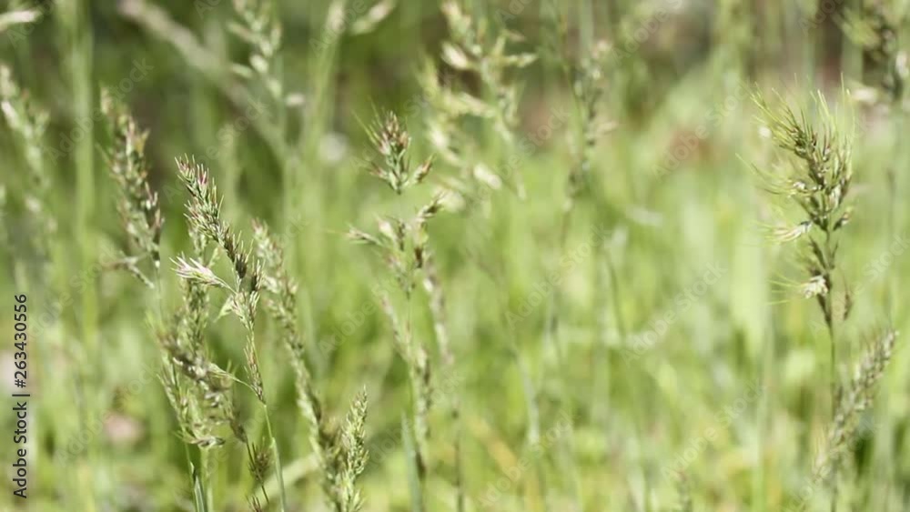 Light blurred nature with spicas background with highlight. Green grass in the wind. Texture, background. Spicas under the sun. Macro. Close up. Light blurred nature with spicas background with highlight. Green grass in the wind. Texture, background. Spicas under the sun. Macro. Close up.