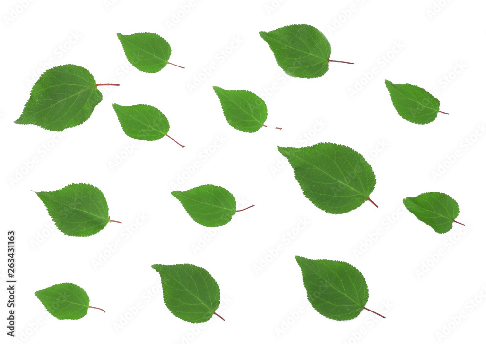 the green leaves of the apricot on white background