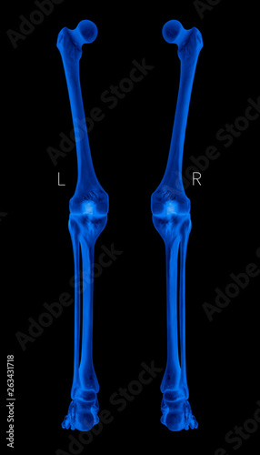 X-ray of human Leg bone left and right- Posterior view -3D Medical and Biomedical illustration- Healthcare- Human Anatomy and Medical Concept- Blue tone color