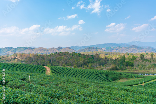 茶畑 © freedom_haya