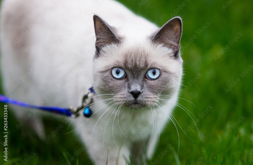 Siamese cat on green grass. Cat in nature background. Beautiful eyes and color Siamese cat on green grass. Cat in nature background. Beautiful eyes and color