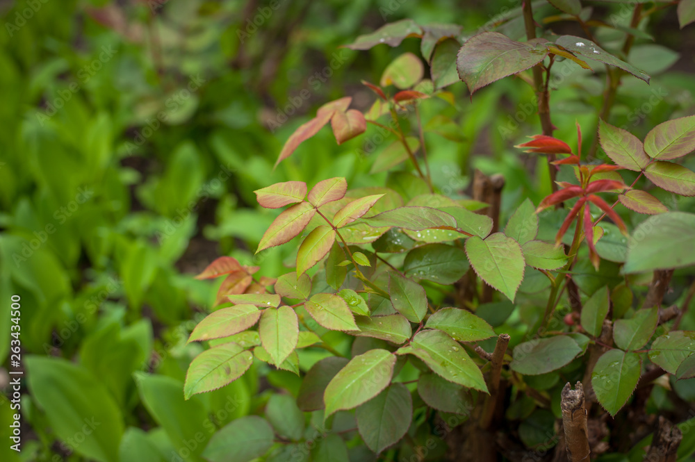 Beautiful fresh green plants in the garden Beautiful fresh green plants in the garden