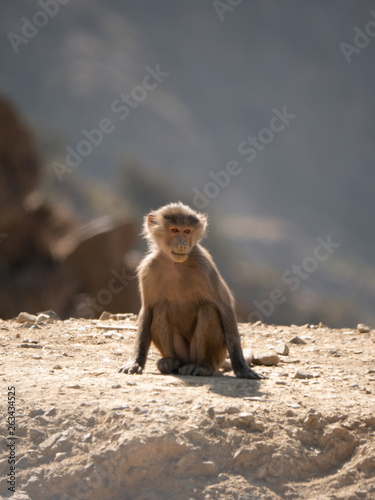 Baboons up in the Al Souda Mountains in the Abha region  Saudi Arabia