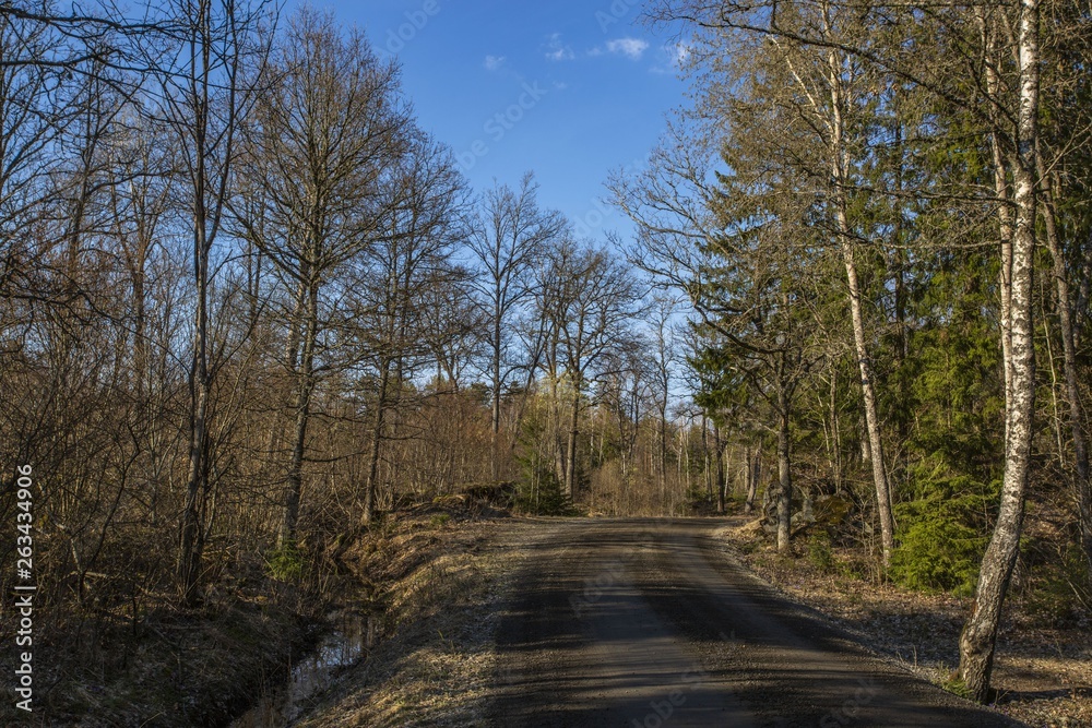 Amazing view over spring forest with green trees on blue sky with white clouds background. Green yellow trees and road. Gorgeous nature backgrounds Amazing view over spring forest with green trees on blue sky with white clouds background. Green yellow trees and road. Gorgeous nature backgrounds