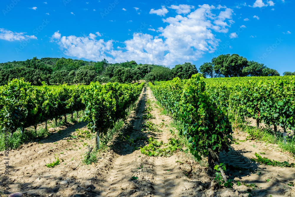 Vigne sud de la France et ciel bleu