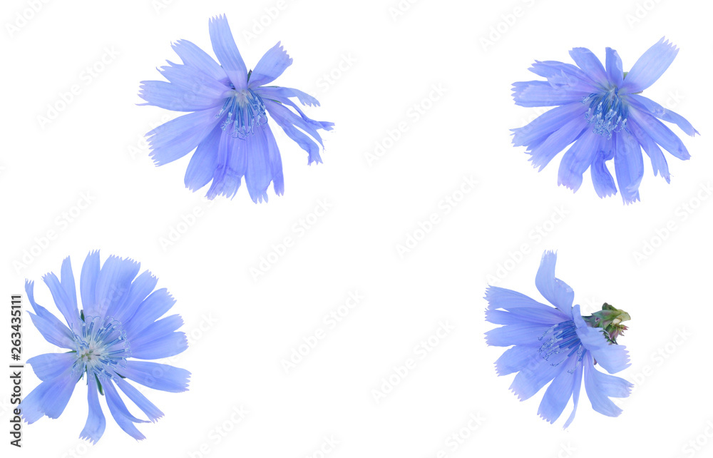 The flowers of chicory isolated on white, top view