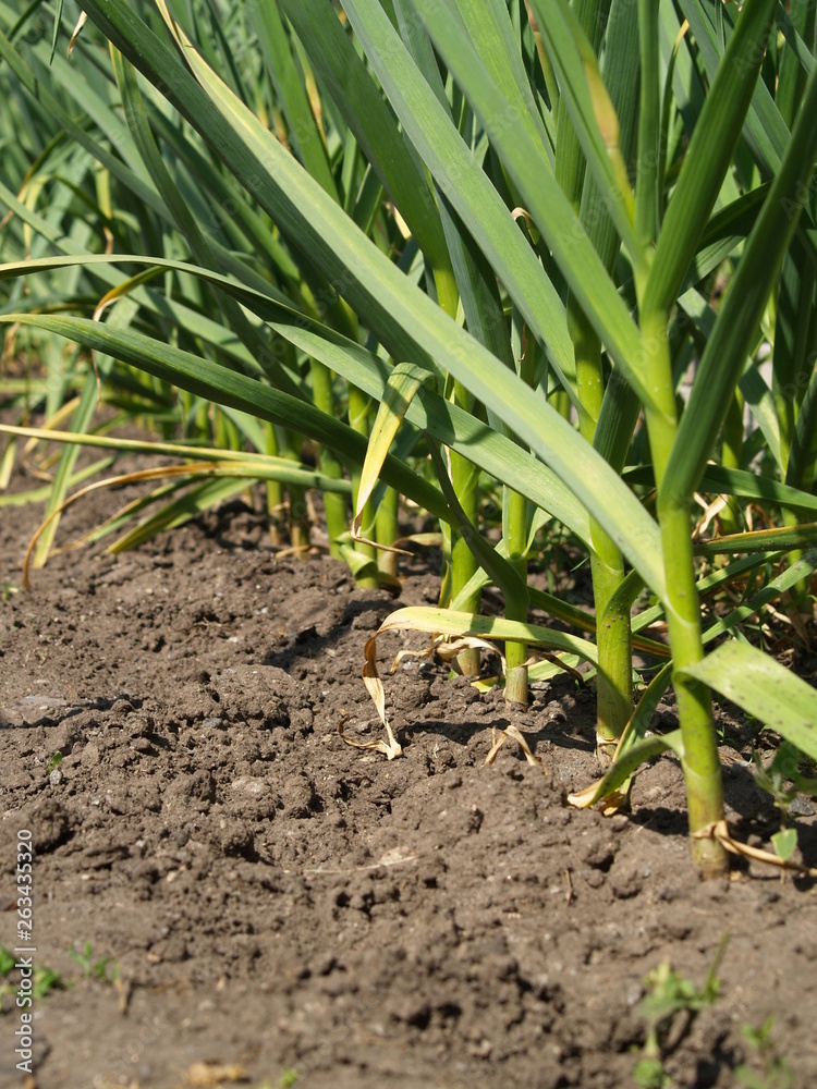 Fototapeta premium garlic