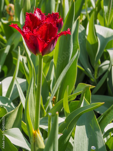 Beautiful dark red parrot tulip