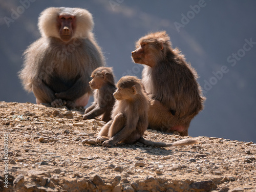 Baboons up in the Al Souda Mountains in the Abha region  Saudi Arabia