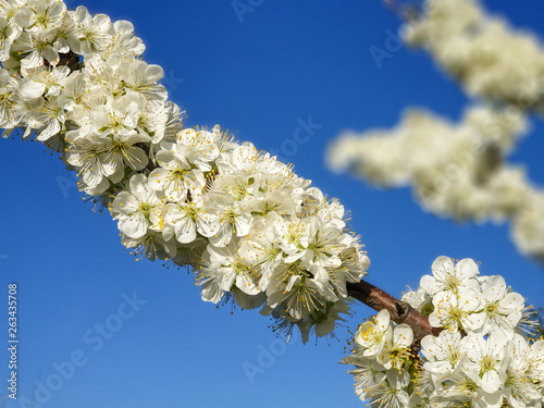 plum blossoms in the spring photo