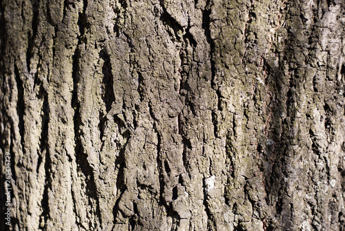 Texture of rough tree bark
