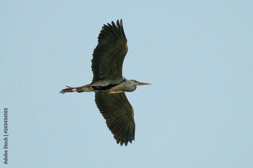 Obraz premium Grey Heron in East Flanders