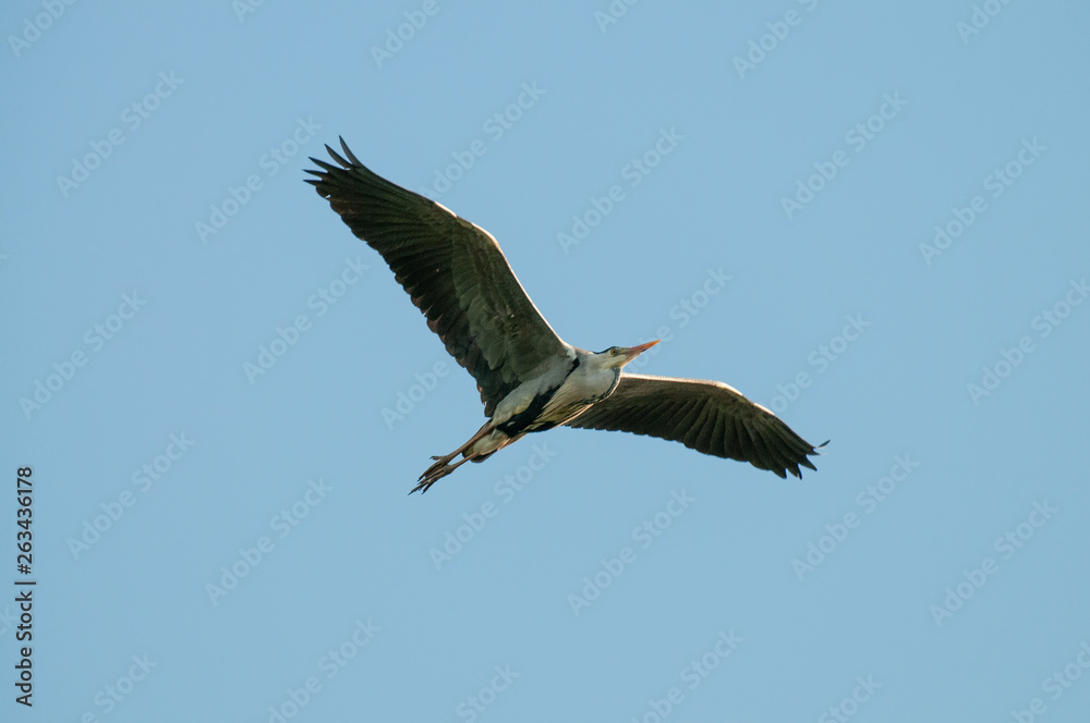 Fototapeta premium Grey Heron in East Flanders