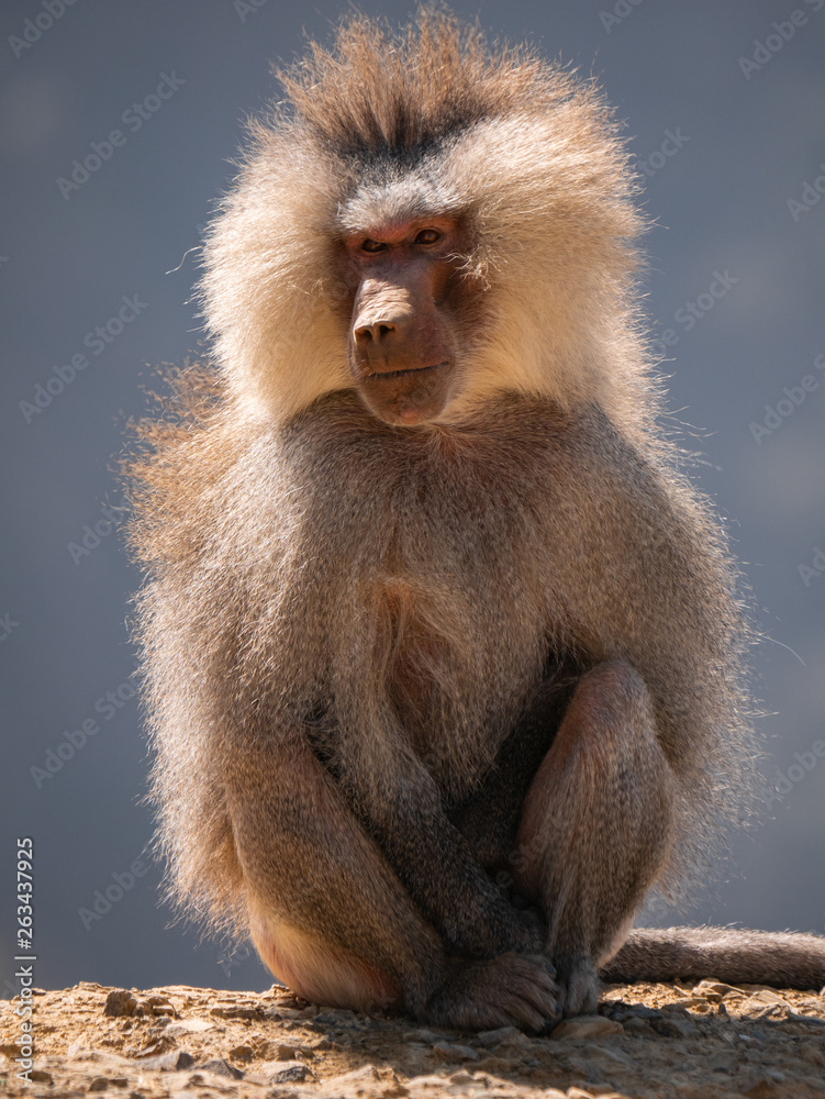 Baboons up in the Al Souda Mountains in the Abha region, Saudi Arabia Baboons up in the Al Souda Mountains in the Abha region, Saudi Arabia