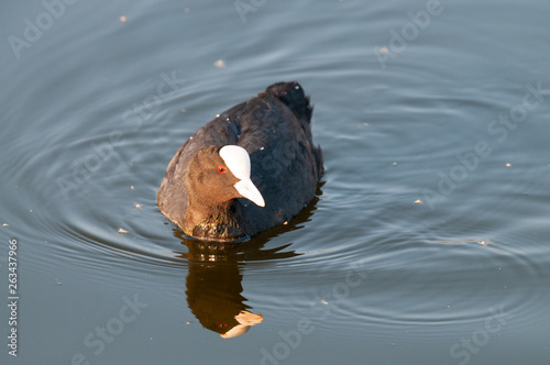 Eurasian coot in East Flanders photo