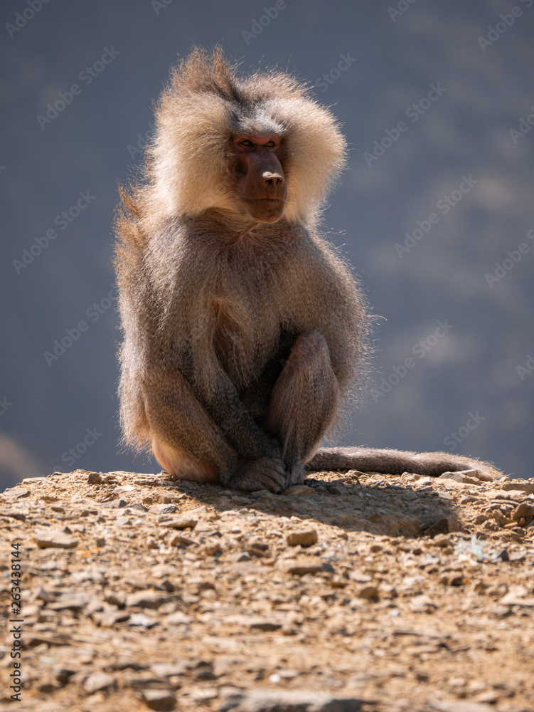 Baboons up in the Al Souda Mountains in the Abha region, Saudi Arabia Baboons up in the Al Souda Mountains in the Abha region, Saudi Arabia