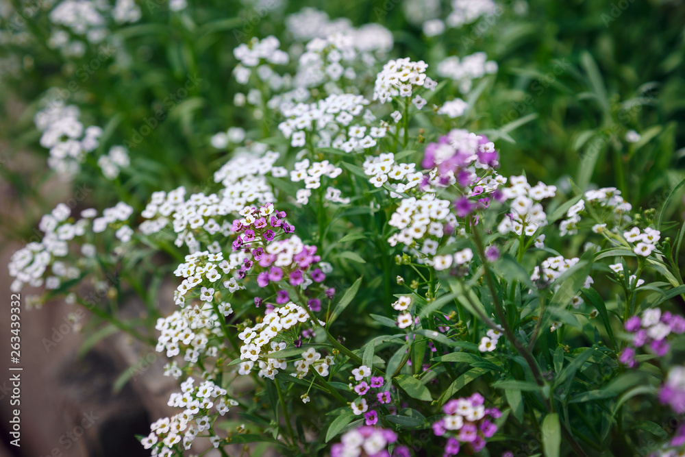 Obraz premium blooming in the flower bed