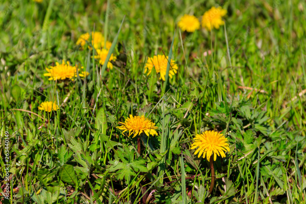 Yellow dandelions on meadow Yellow dandelions on meadow