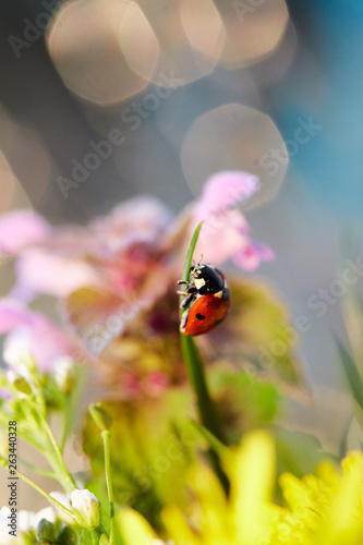 Ladybug in the green leaf.