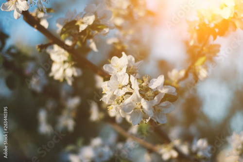 Spring time apple tree blossom background with sun. Beautiful nature scene with blooming apple tree and sun flare. Sunny spring wallpaper