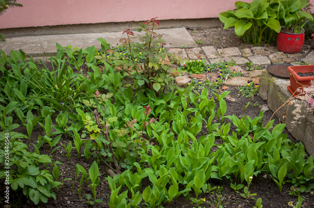 Beautiful fresh green plants in the garden Beautiful fresh green plants in the garden