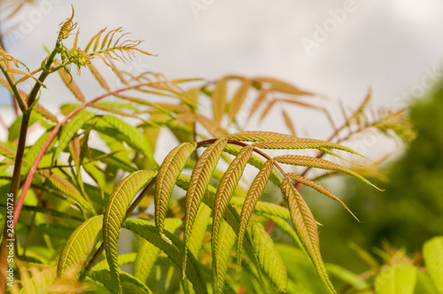 Foto Branch of rowan-tree with with young bright green leaves