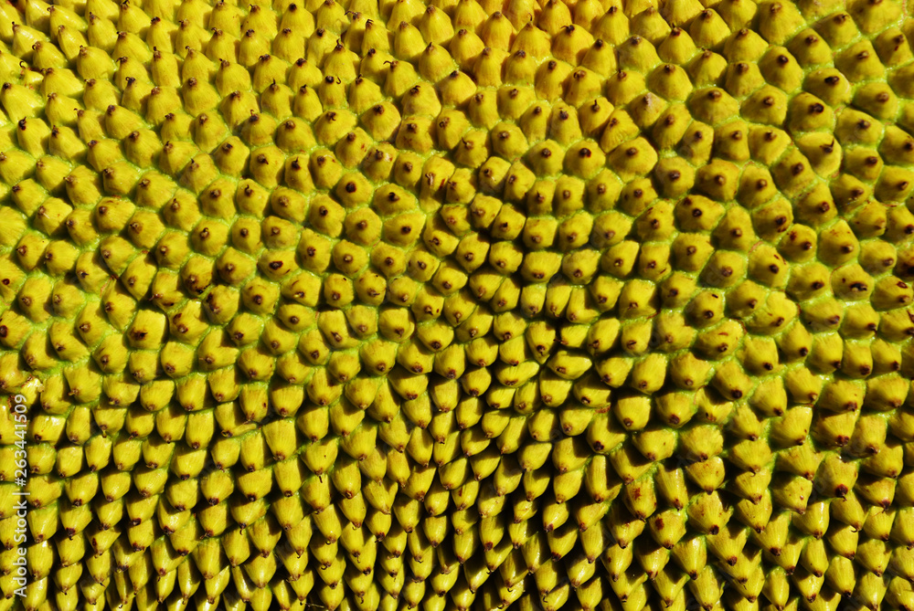 Green color knobby surface on Jackfruit, Strange characteristics of sweet tropical fruit