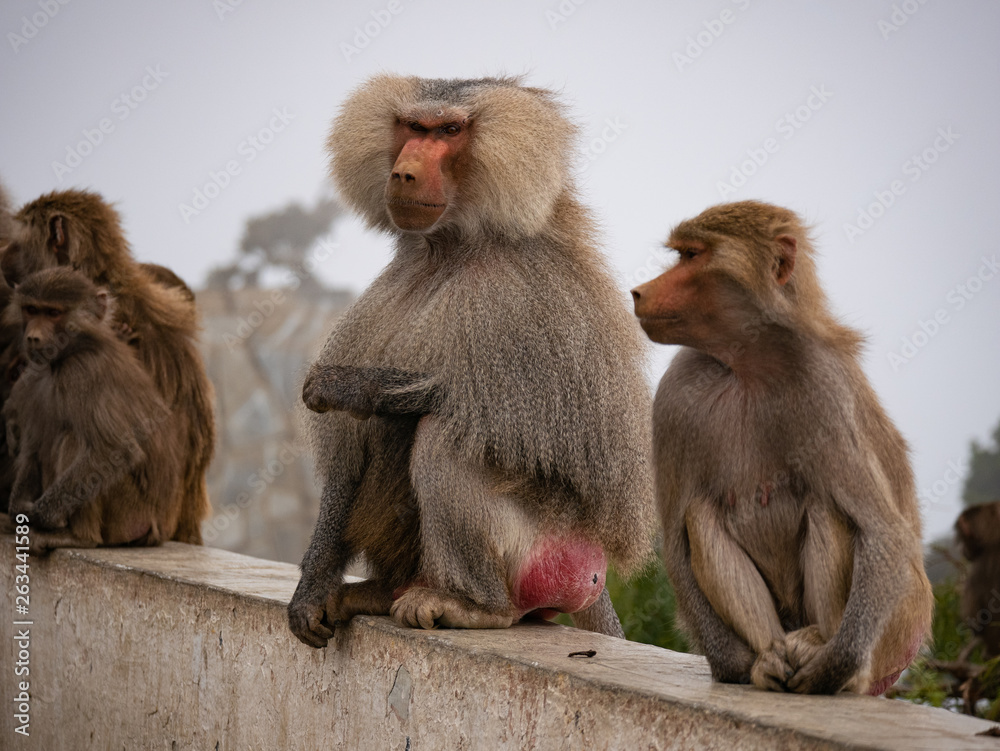 Baboons up in the Al Souda Mountains in the Abha region, Saudi Arabia Baboons up in the Al Souda Mountains in the Abha region, Saudi Arabia