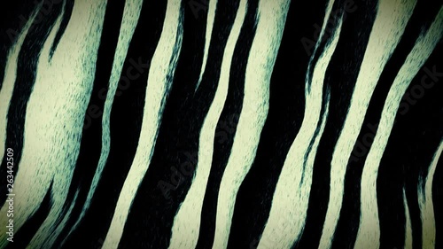 zebra skin texture000300