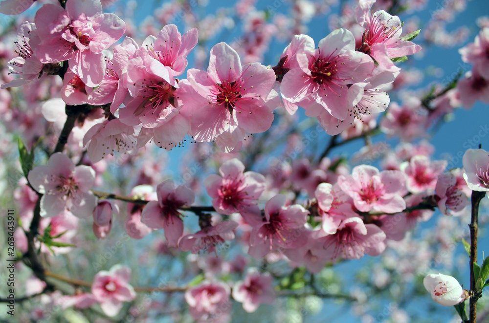 Fototapeta premium pink cherry blossom flower in spring time over blue sky.