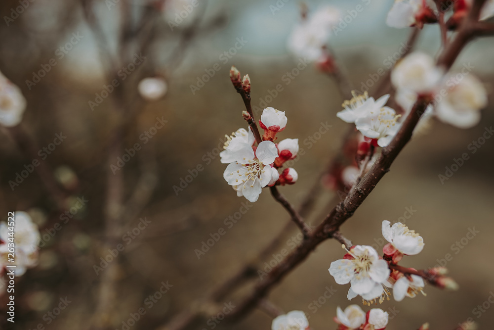 Spring twig flowering fruit tree on a dark background. Close up toned photo of blossom Spring twig flowering fruit tree on a dark background. Close up toned photo of blossom