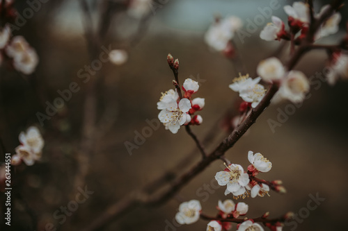 Spring twig flowering fruit tree on a dark background. Close up toned photo of blossom