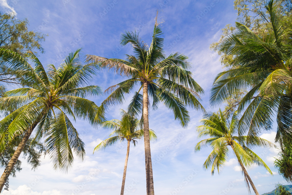 Fototapeta premium Coconut palm tree blue sky with cloud
