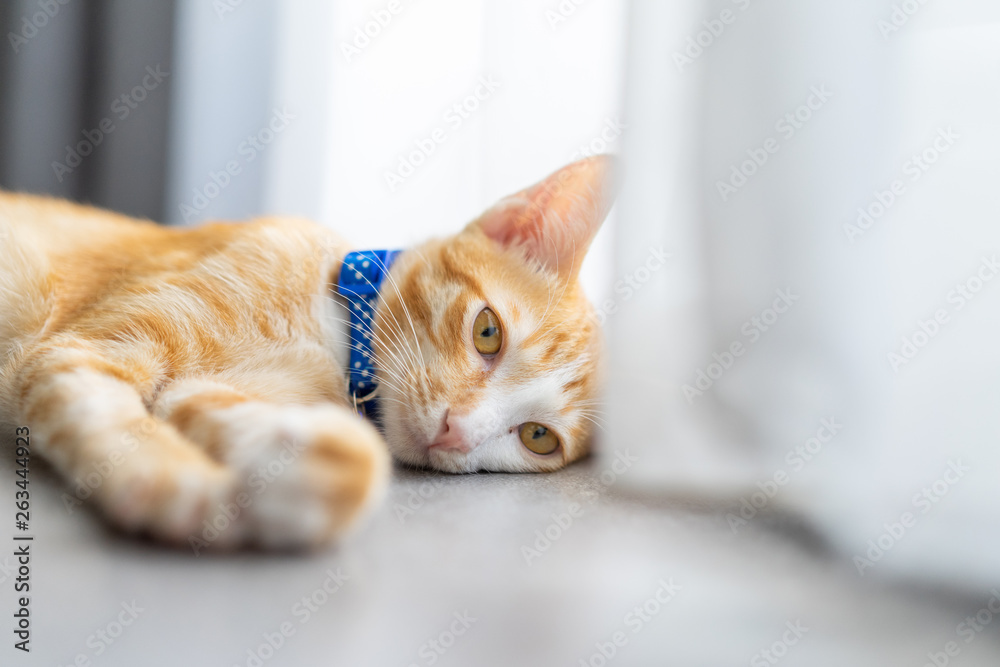 Peaceful orange red tabby cat male kitten curled up sleeping in room