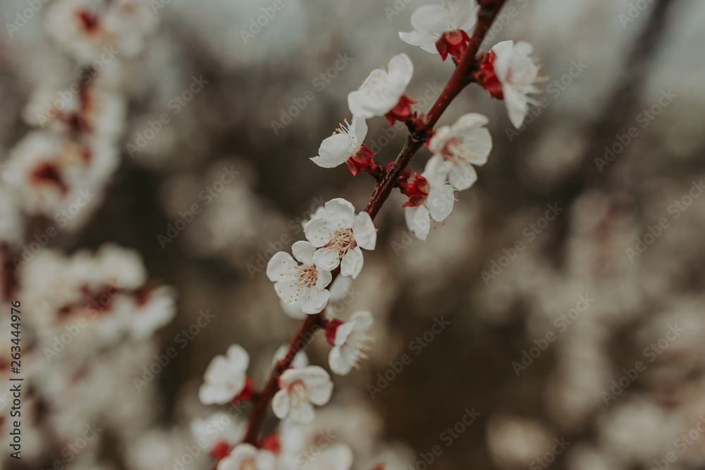 white flowers of fruit tree, closeup. Spring background white flowers of fruit tree, closeup. Spring background