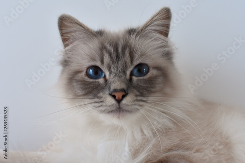 gros plan sur un chat de race sacré de Birmanie