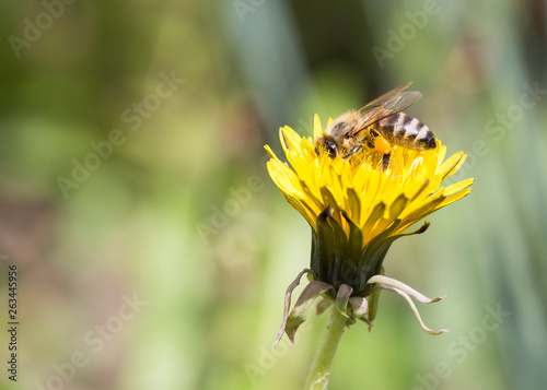 Busy honey bee feeding on dandelion. © Dickov
