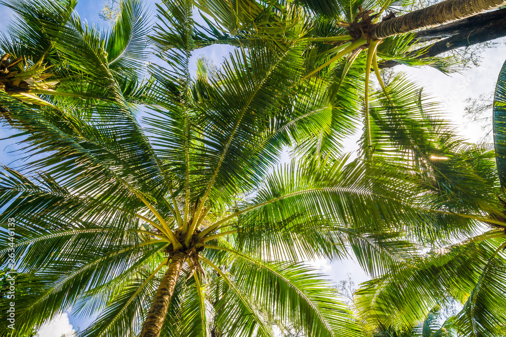 Coconut palm tree blue sky with cloud Coconut palm tree blue sky with cloud