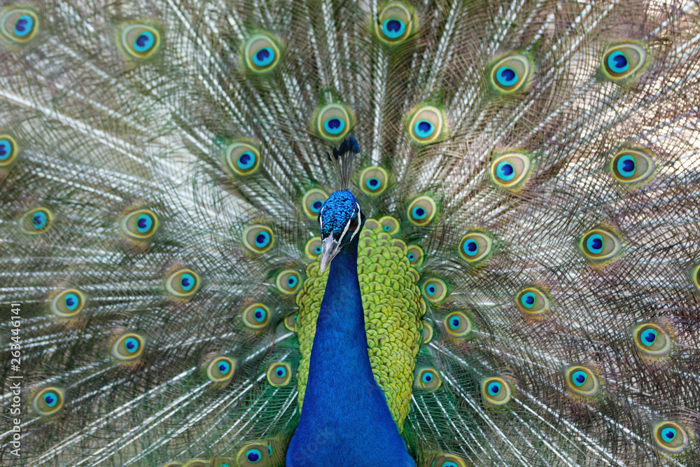 Obraz premium Amazing peacock during his exhibition