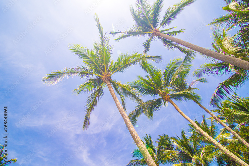 Coconut palm tree blue sky with cloud