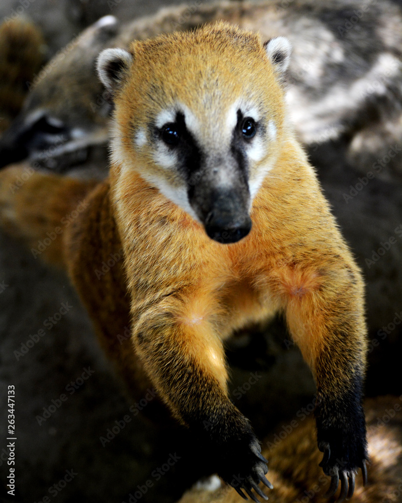 Obraz premium Coatis curieux