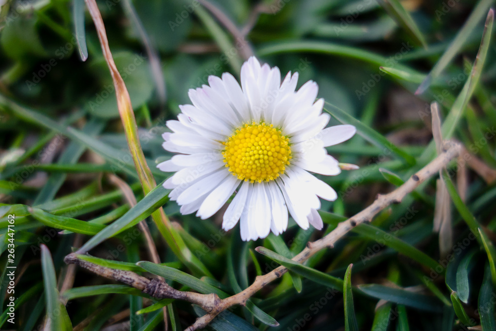 Obraz premium Daisy flower in Macro