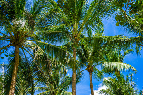 Coconut palm tree blue sky with cloud