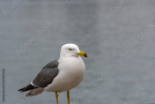 Photo Seagull on the background of the sea