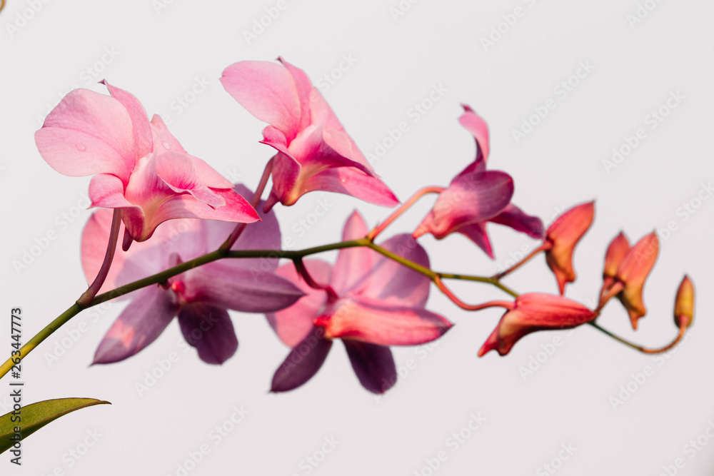 Obraz premium orchid 