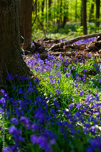 Wald der blauen Blumen
