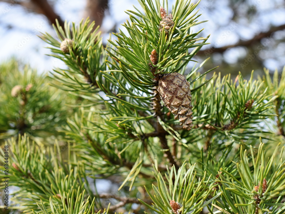 Closeup on pine branches with brown cones Closeup on pine branches with brown cones