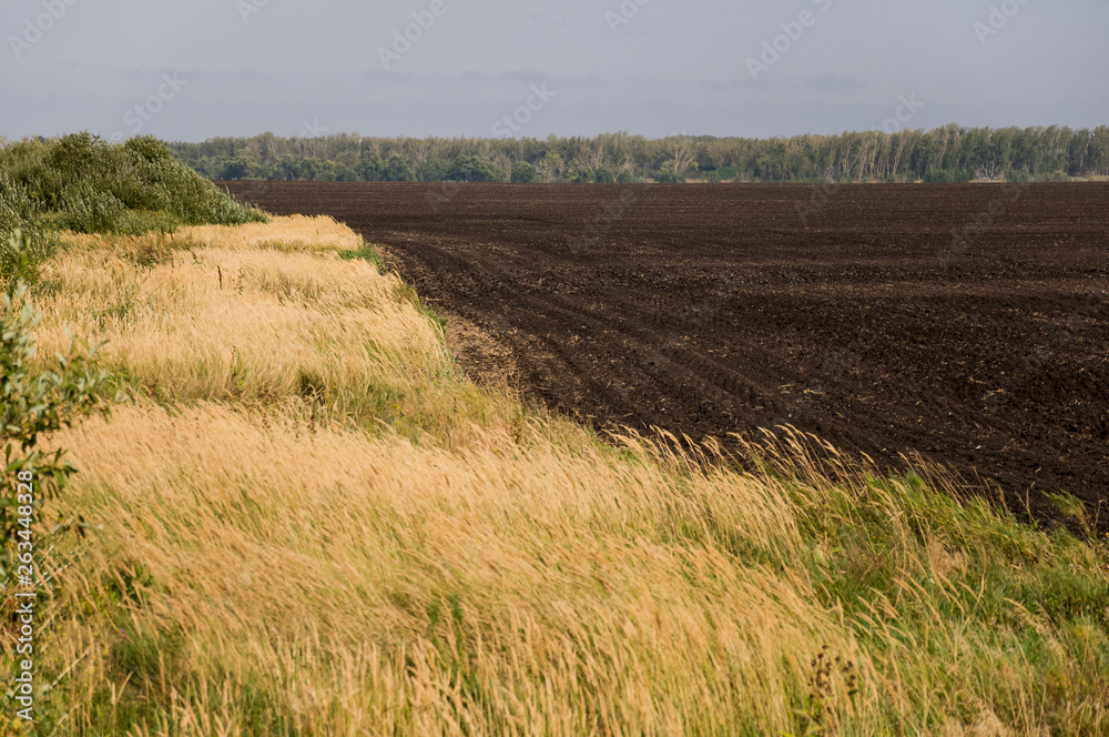Black field with trees far away. Cultivated area. Agriculture. Bright blue sky and green grass