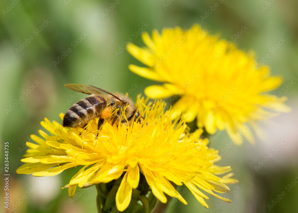 Busy honey bee feeding on dandelion. Busy honey bee feeding on dandelion.