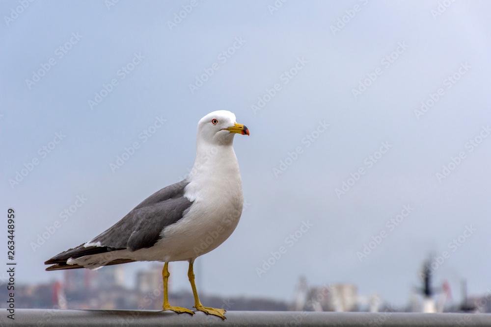 Fototapeta premium Photo Seagull on the background of the city